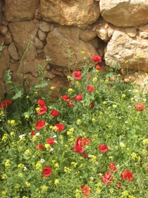 Poppies growing wild at Jerash
