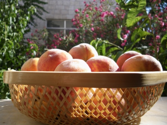 A basket of peaches