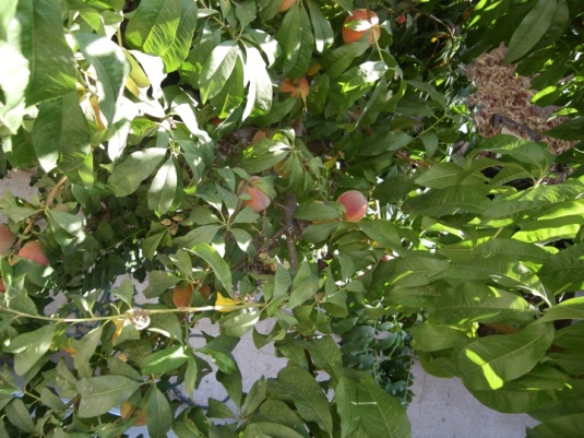 The peach tree